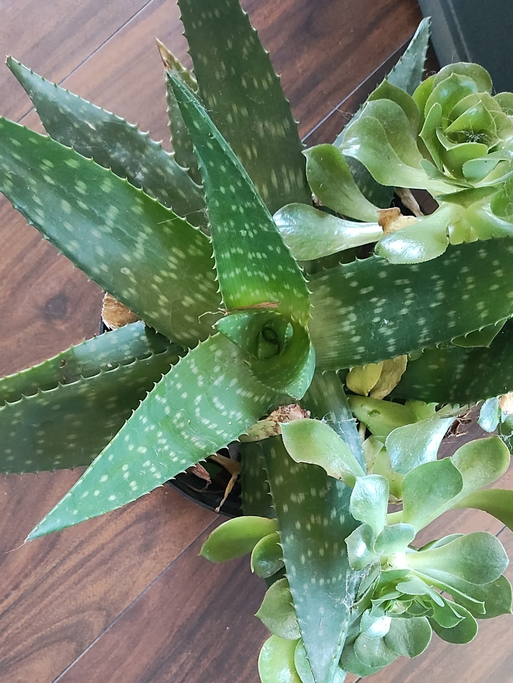 Succulent Arrangement - Large Size - Picture 3 of 4